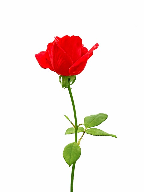 Rose, Blume, Rote Rose, Rosenblüte