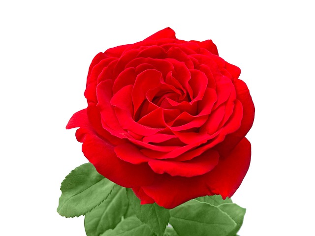 Rose, Blume, Rote Rose, Rosenblüte