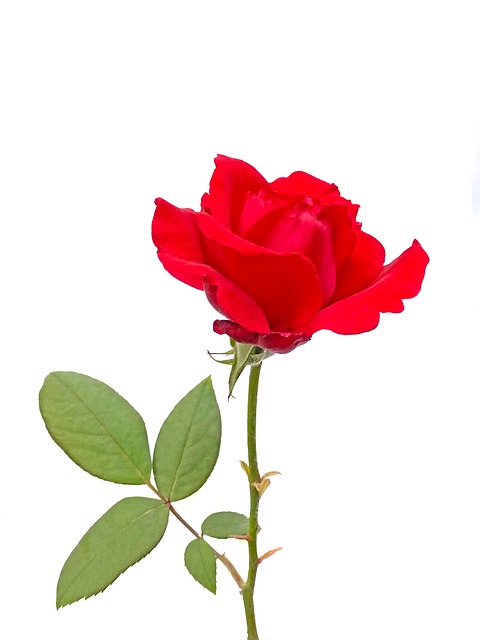 Rose, Blume, Rote Rose, Rosenblüte