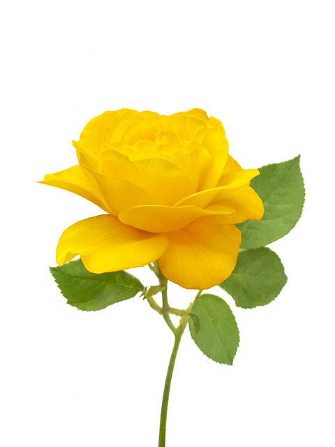 Rose, Blume, Gelbe Rose, Rosenblüte