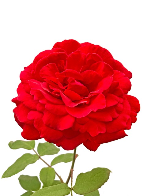 Rose, Blume, Rote Rose, Rosenblüte
