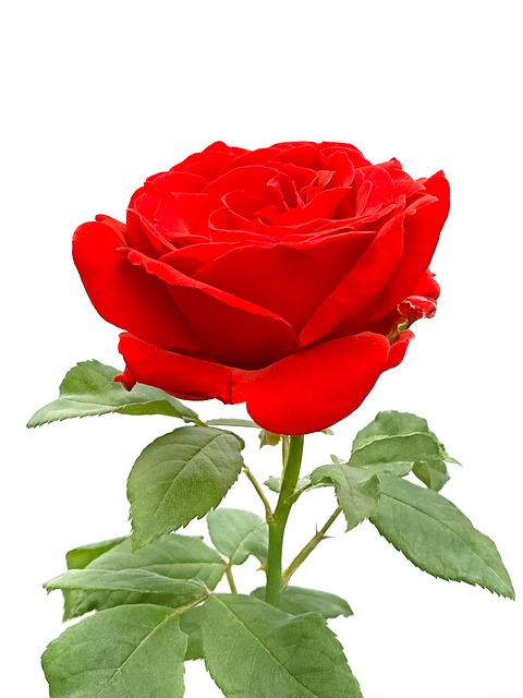 Rose, Blume, Rote Rose, Rosenblüte
