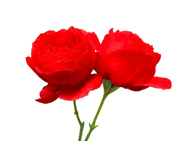 Rosen, Blumen, Rote Rosen, Rosenblüte