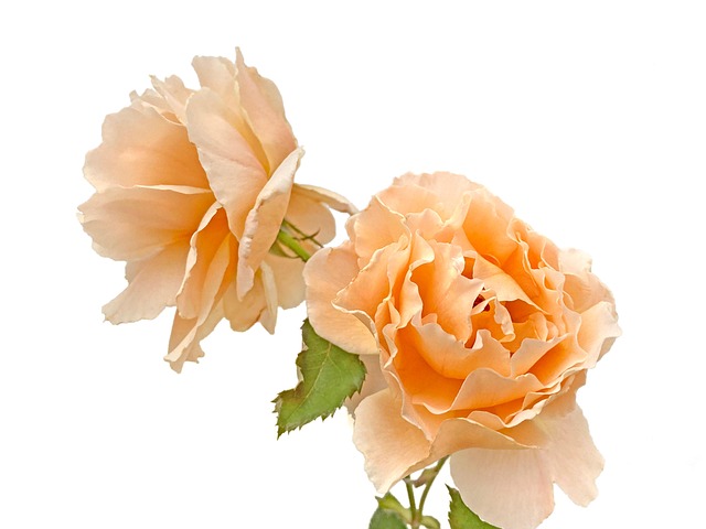 Rosen, Blumen, Gelbe Rosen, Rosenblüte
