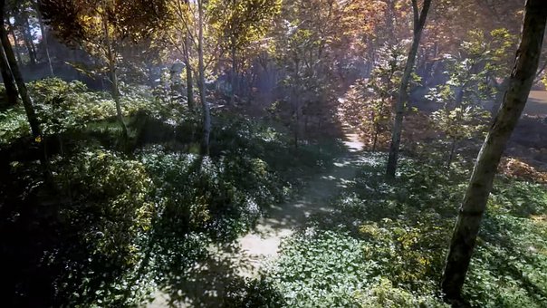 Free Nature Forest photo and picture