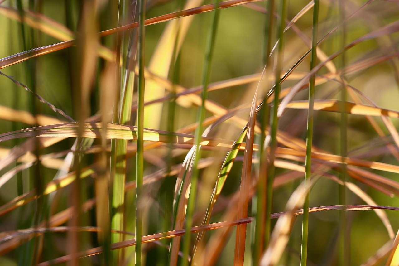6,000+ Free Reeds & Nature Images - Pixabay
