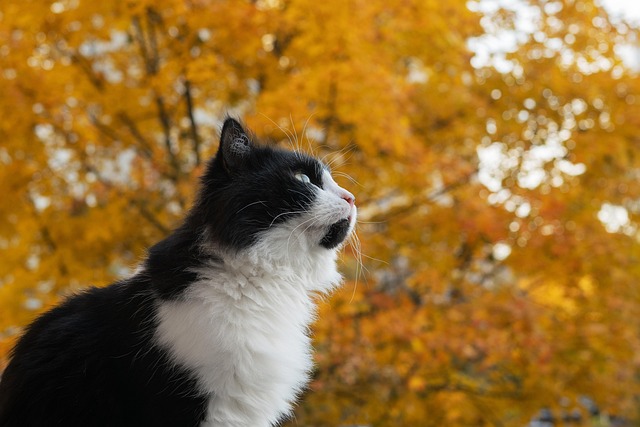 Free Cat Pet photo and picture