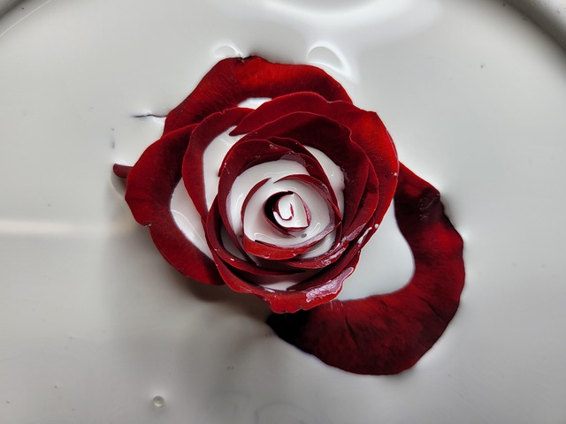Free Rose Flower photo and picture