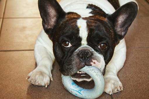 Free French Bulldog Dog photo and picture