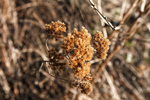 Free Forest Nature photo and picture