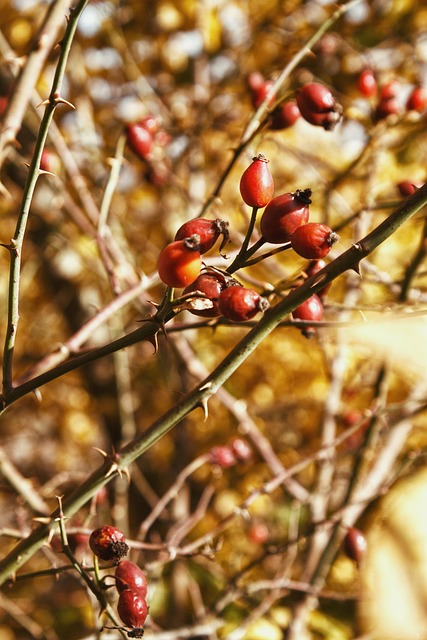 Free Forest Tree photo and picture