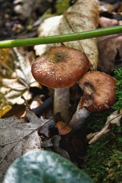 Free Forest Nature photo and picture