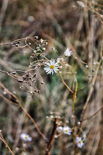 Free Flower Forest photo and picture