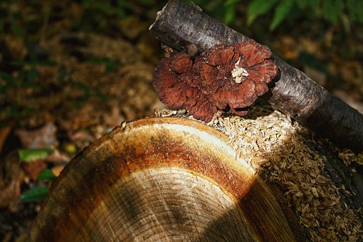 Free Forest Nature photo and picture