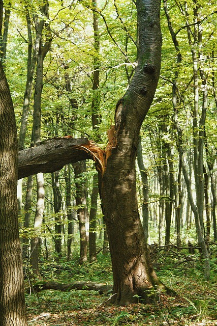 Free Forest Nature photo and picture