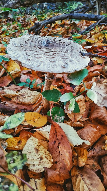 Free Forest Mushroom photo and picture