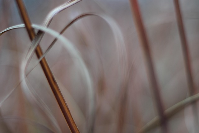 Free Grass Nature photo and picture