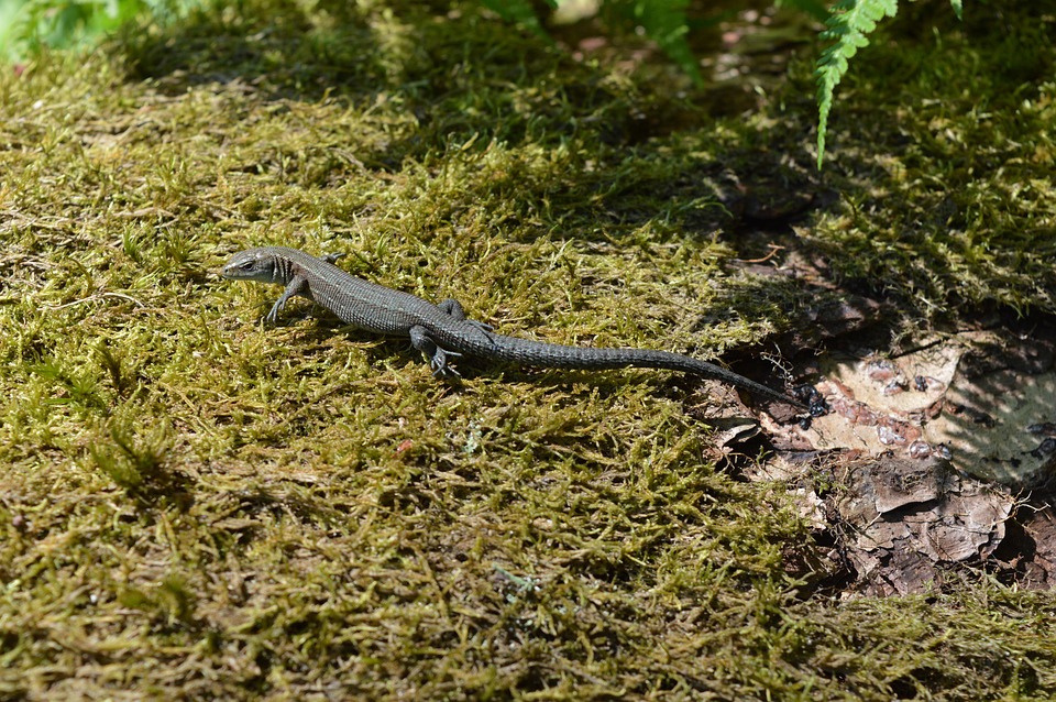 Lizard Gad Amphibian - Free photo on Pixabay - Pixabay