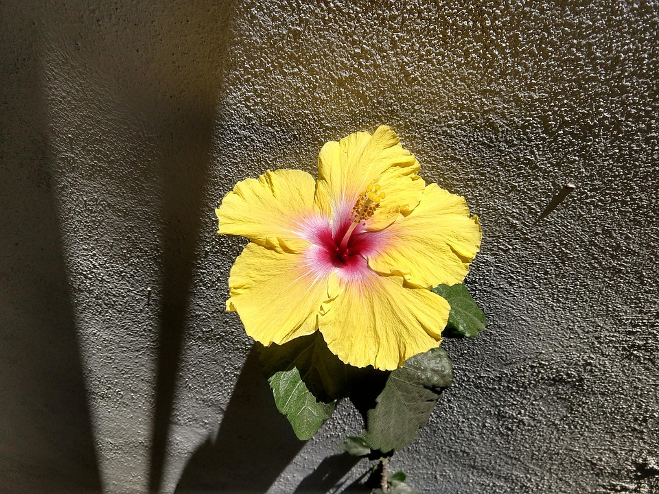 Sun Yellow Flower Red Center Free photo on Pixabay Pixabay