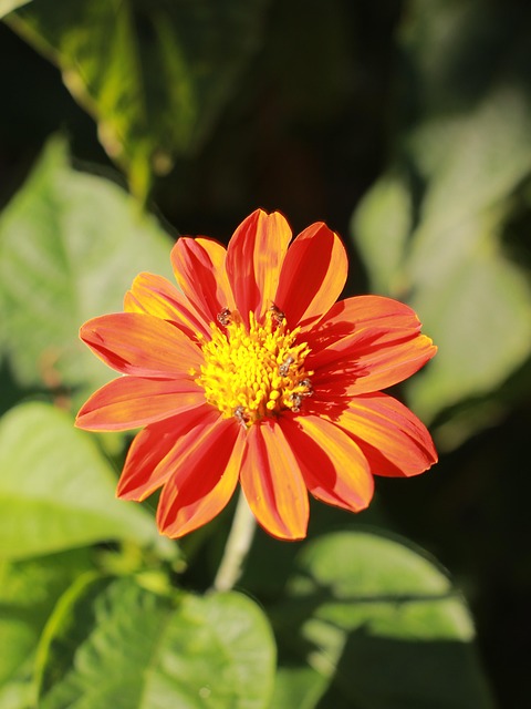 Free Flower Bloom photo and picture