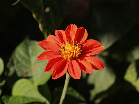 Free Flower Bloom photo and picture