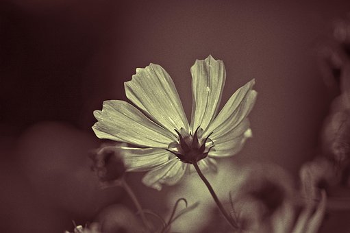 Blomst, Smukke Blomster, Blomst Tapet