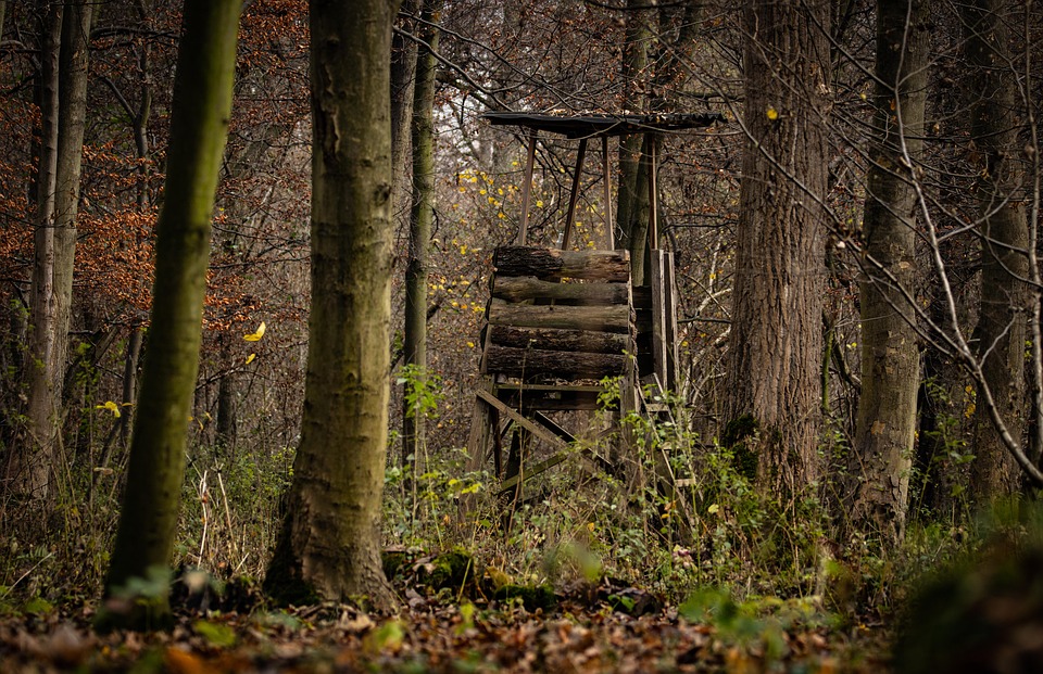 Deer Stand High Seat Forest Hunter Free photo on Pixabay