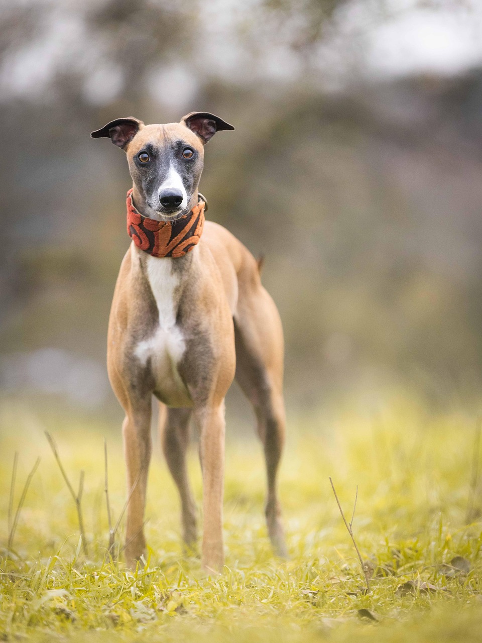灵缇犬 狗 宠物 - Pixabay上的免费照片 - Pixabay