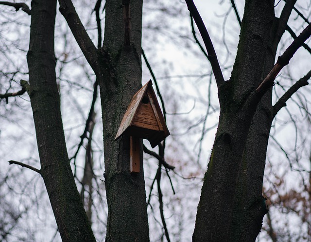 Free Birdhouse Trees photo and picture