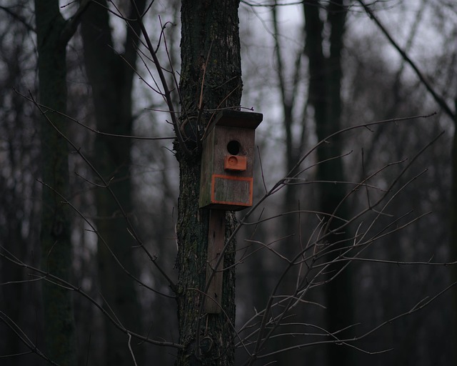 Free Birdhouse Birds photo and picture