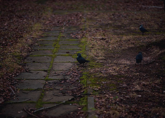 Free Bird Crow photo and picture