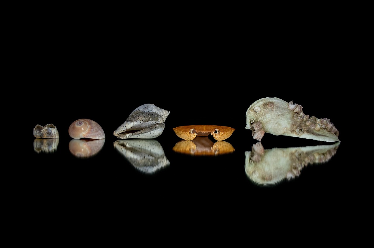 Carapace - free online jigsaw puzzle photo