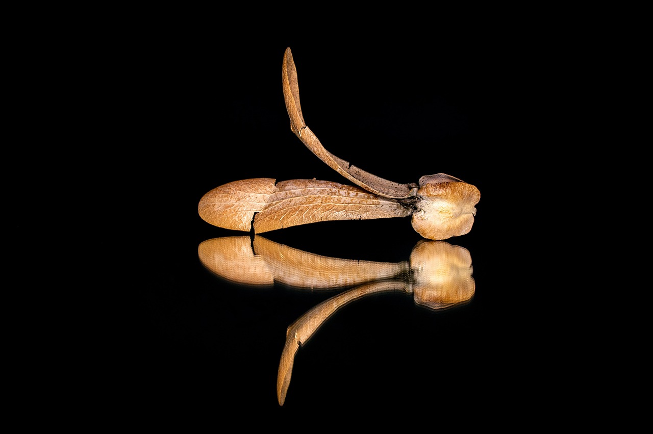 Seeds - free online jigsaw puzzle photo