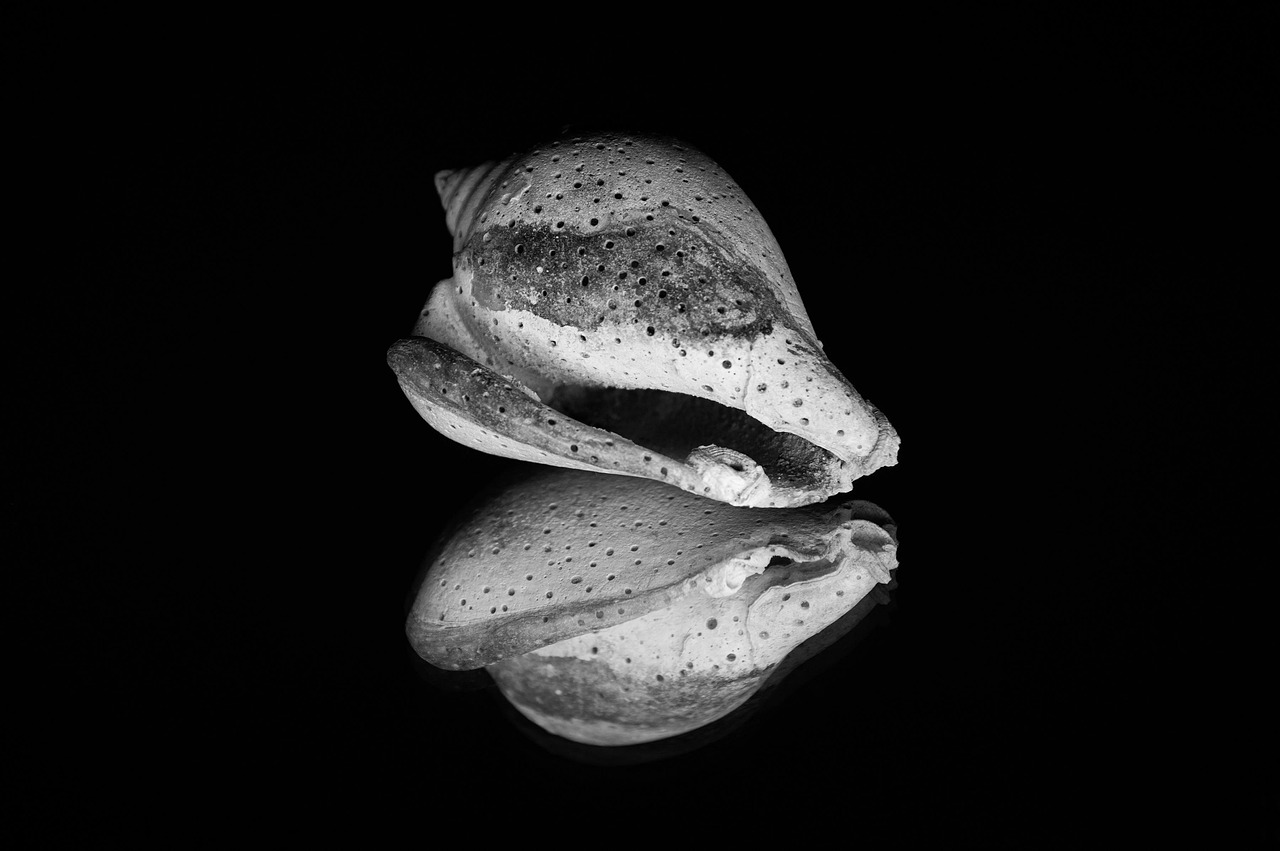 100+ Free Shell-Structure & Shell Images - Pixabay