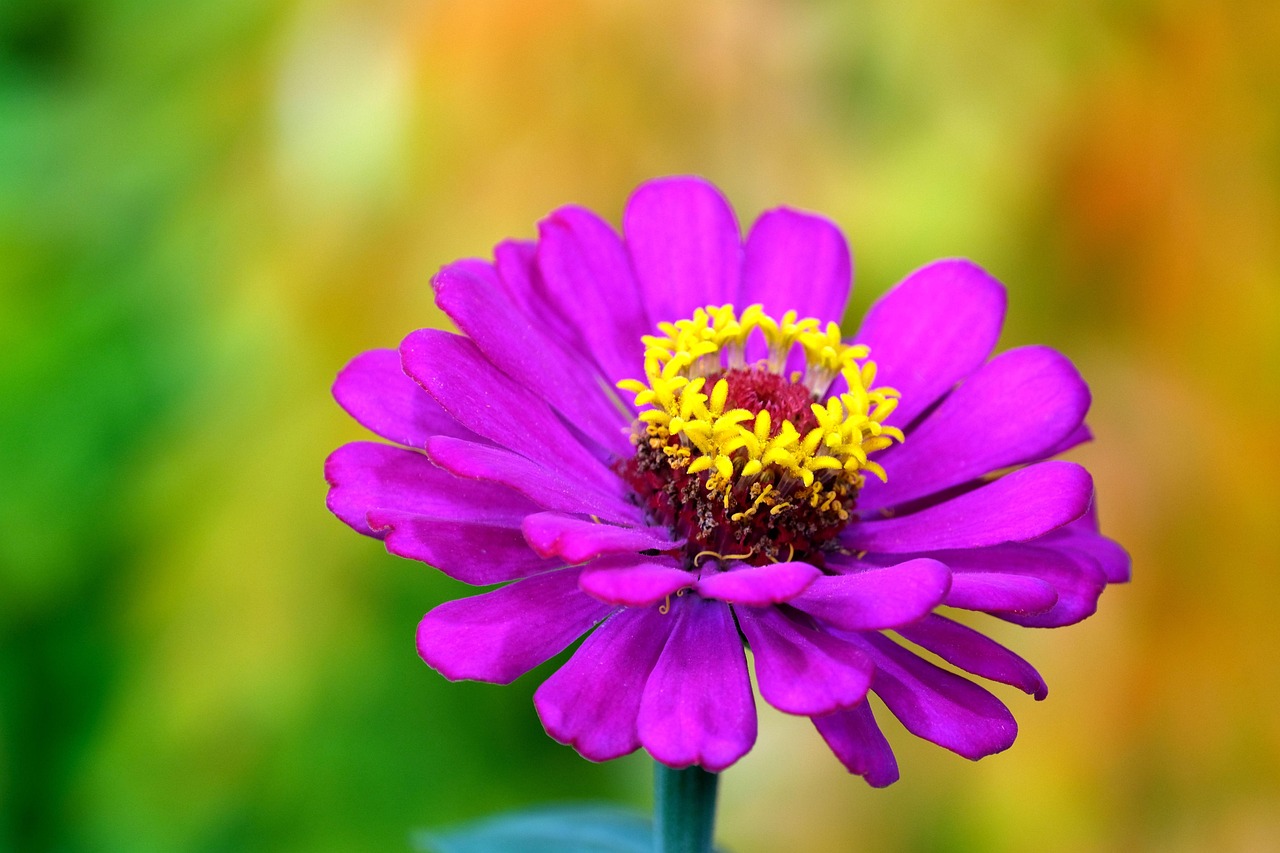 Flower Zinnia Flora Free photo on Pixabay Pixabay
