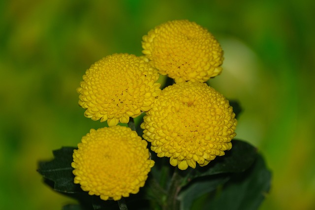 Free Chrysanthemum Flower photo and picture