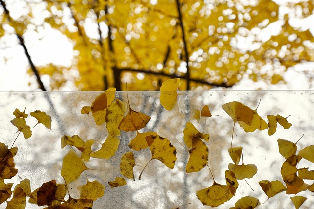 Natur, Blade, Efterår, Sæson, Ginkgo