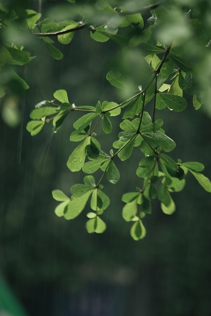 Boom, Natuur, Bladeren, Gebladerte