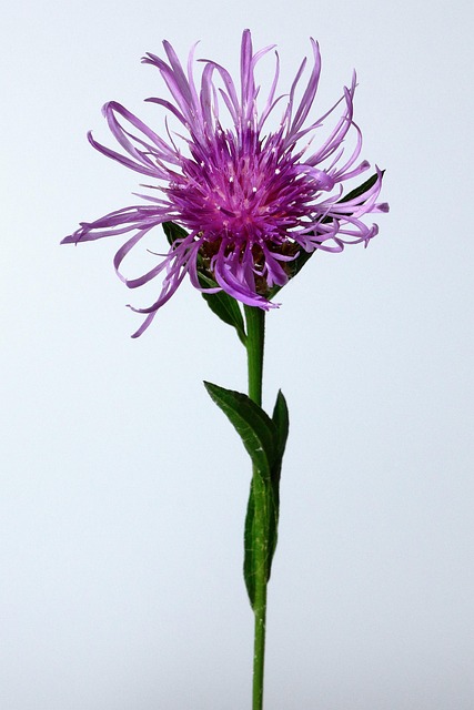 Flor, Naturaleza, Bloom, Florecer