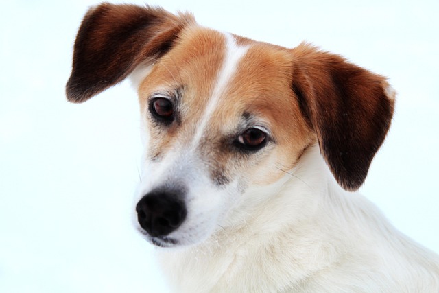 Perro, Animales, Retrato