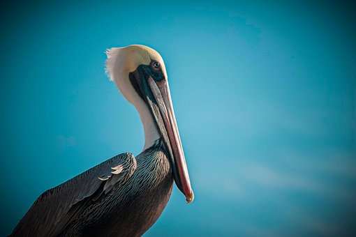 Free Bird Nature photo and picture