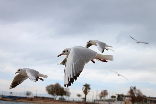 Free Birds Seagull photo and picture