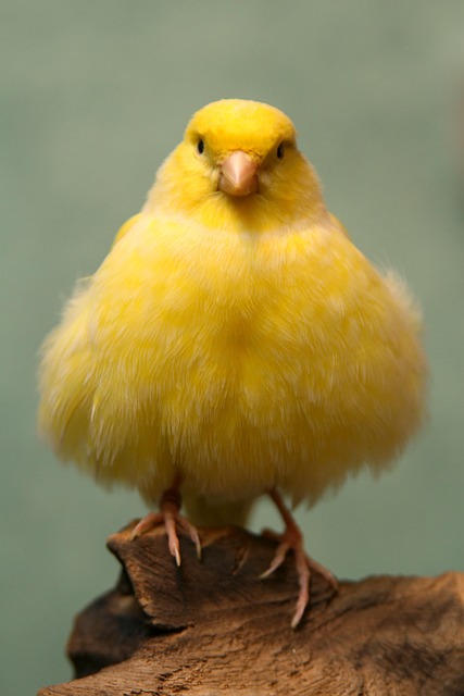 Pájaro, Polluelo, Ornitología, Especies