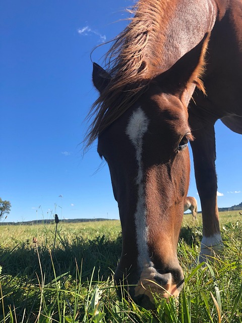 Free A Horse The Animal photo and picture