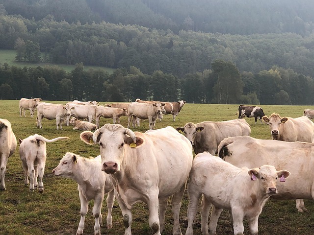 Free Country Nature photo and picture