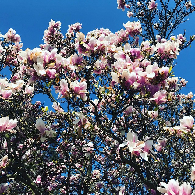 Free Nature Bloom photo and picture