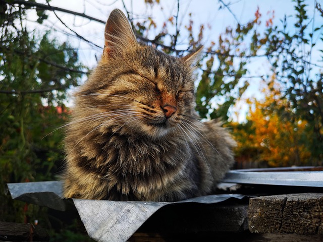Free Cat Pet photo and picture