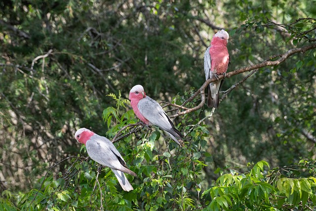 galah, pink and grey cockatoo, rose-breasted cockatoo, eolophus roseicapilla, cockatoo, birds, animals, perched, feathers, plumage, beak, bill, bird watching, ornithology, animal world, nature, wildlife, wild, avian, australian, australia