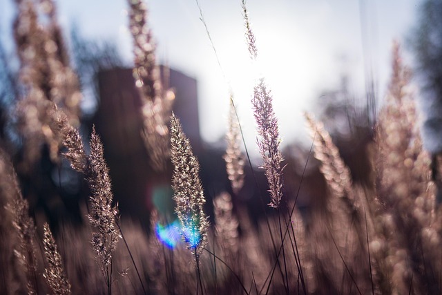 Solnedgang, Korn, Felt, Eng, Natur