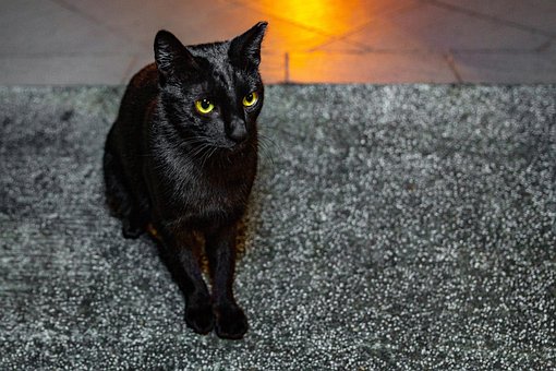 Gato, Gato Negro, Gato Sentado